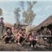 Indigenous (Pacific Islands)