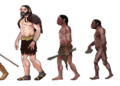 Origins of homo Sapiens 1 – Old Stone Age Hominins, Bands