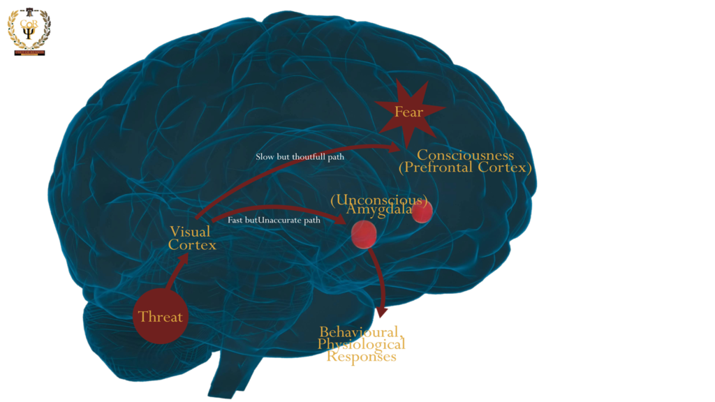 The Cortex interconnects with the limbic structures around the Amygdala, which play a crucial role in emotions, memory, and behavior.